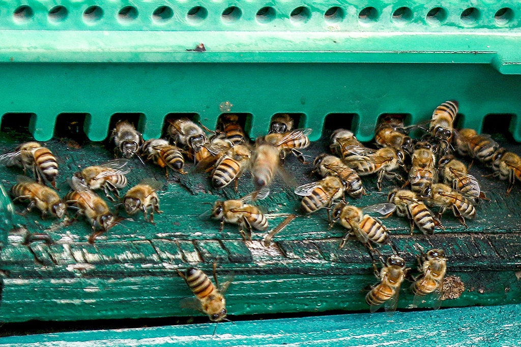 Worker bees are pictured outside a hive at an apiary in Irbid in northern Jordan.