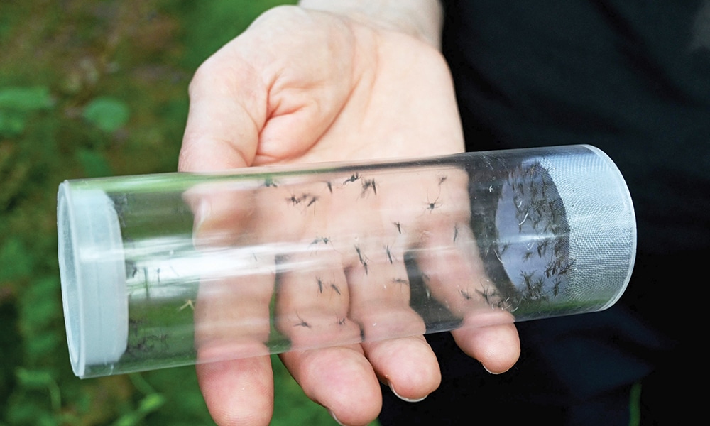 A plastic tube containing sampled mosquitoes in Zagreb.--AFP photos