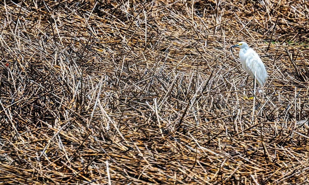 A snowy egret stands within the salt marsh at Station Creek Landing in St Helena, South Carolina.