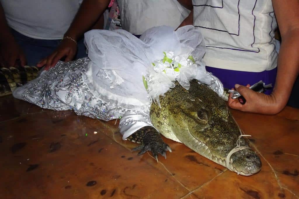 Mexican mayor weds a reptile - and couldn't be happier!