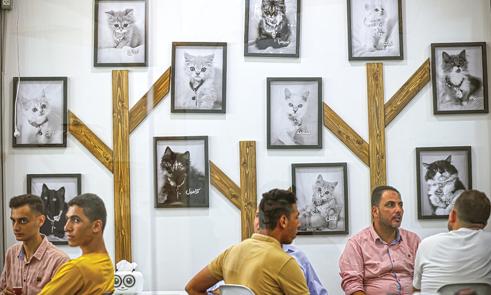 People visit the recently opened Cat Cafe in Gaza City.