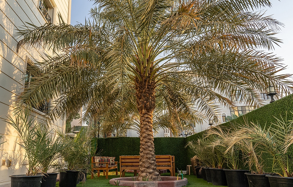 ‘Haifi Kuwait’ palm tree