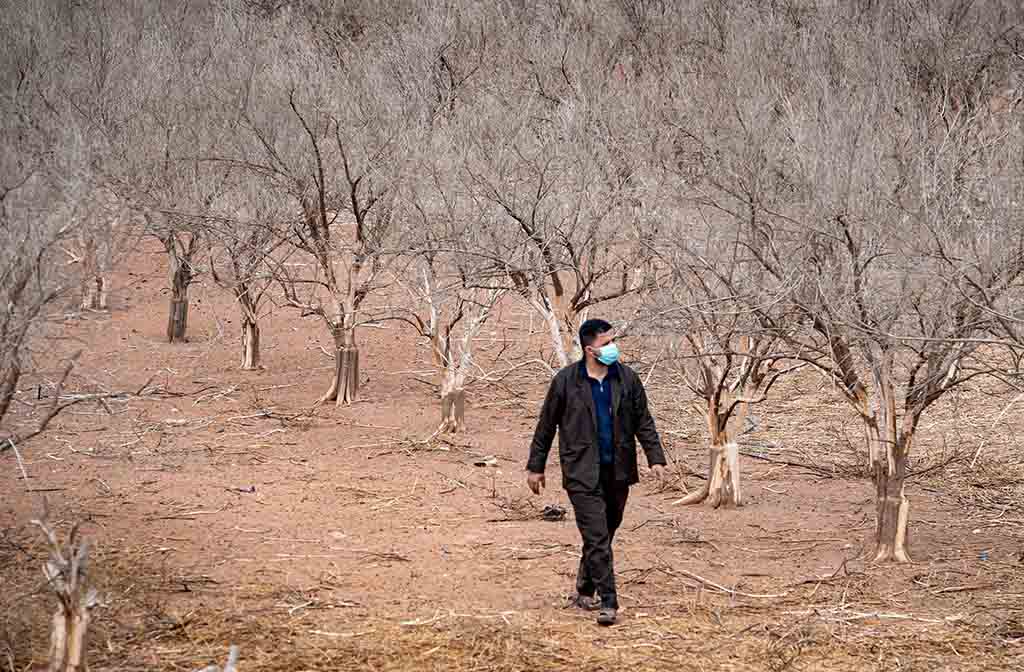 AGADIR, Morocco: In this file photo taken on Oct 22, 2020, a farmer walks among orange trees dried out by drought on Morocco's southern plains in the country's agricultural heartland. - AFP